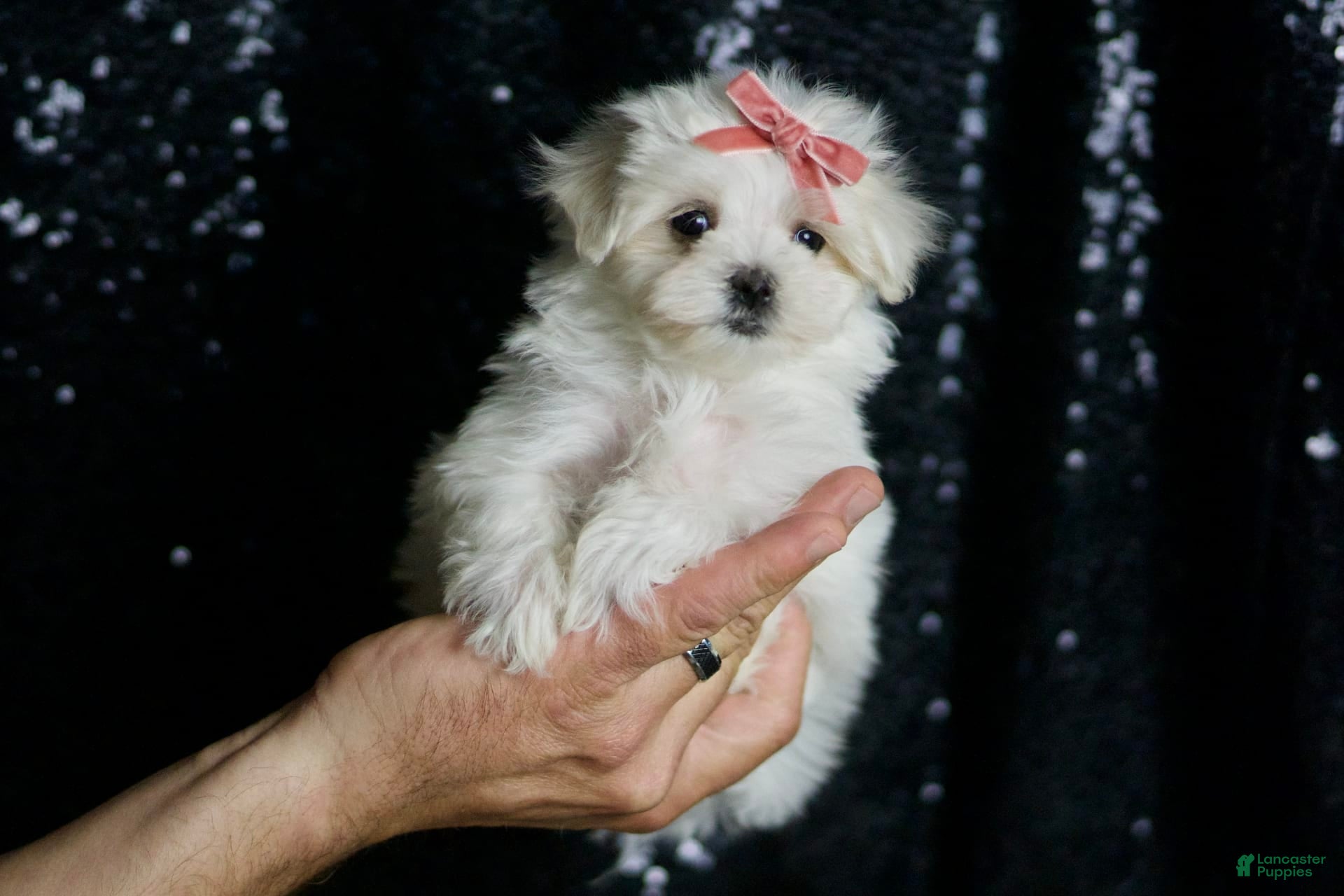 Maltese dogs Snow White - Ad 38