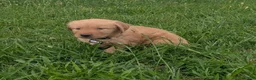Golden Retriever dogs for sale: Cooper - Ad 4