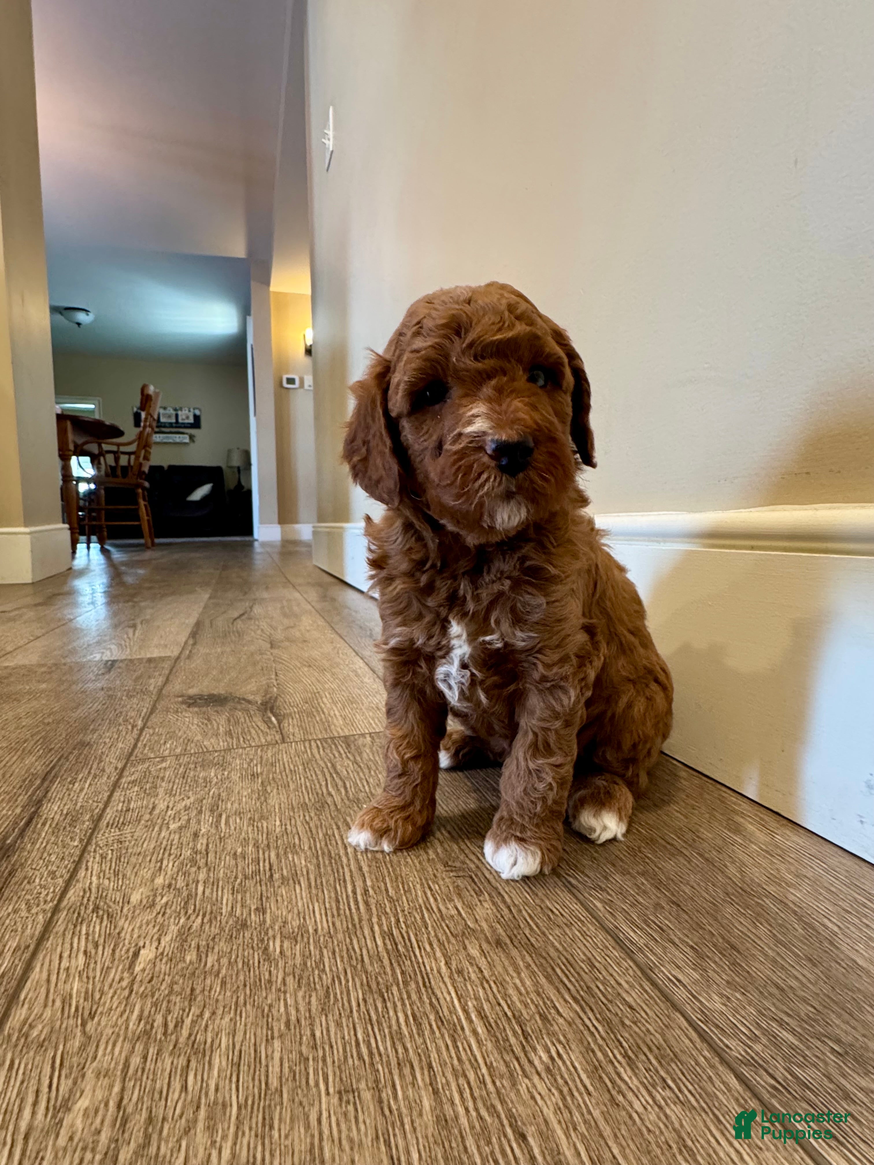 Mini Goldendoodle dogs Cooper  - Ad 2