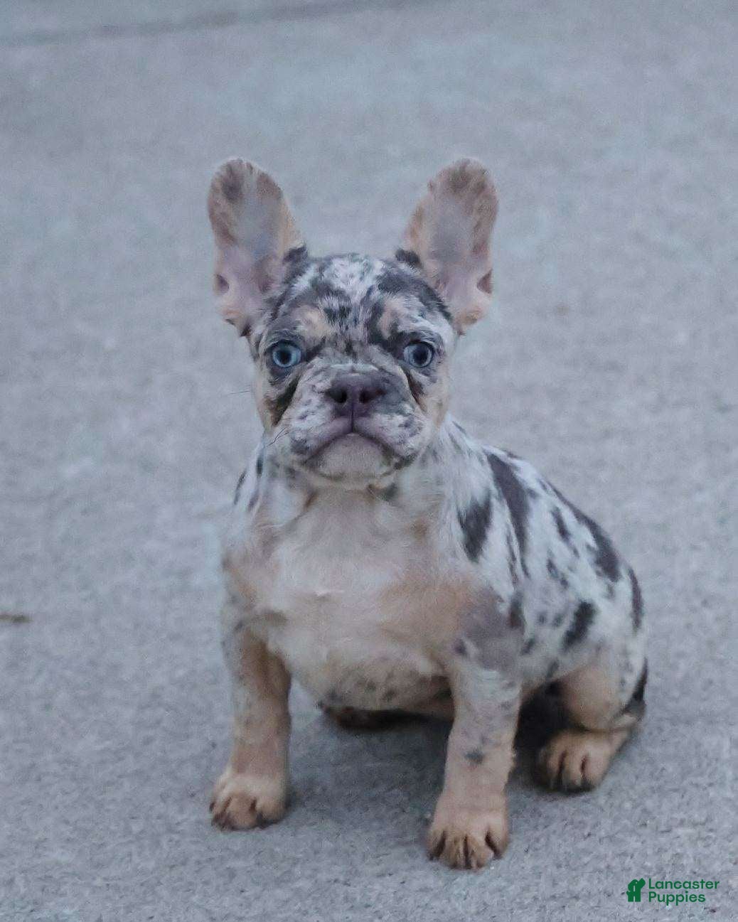 French Bulldog dogs Twilight - Ad 27
