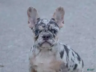 French Bulldog dogs Twilight - Ad 27