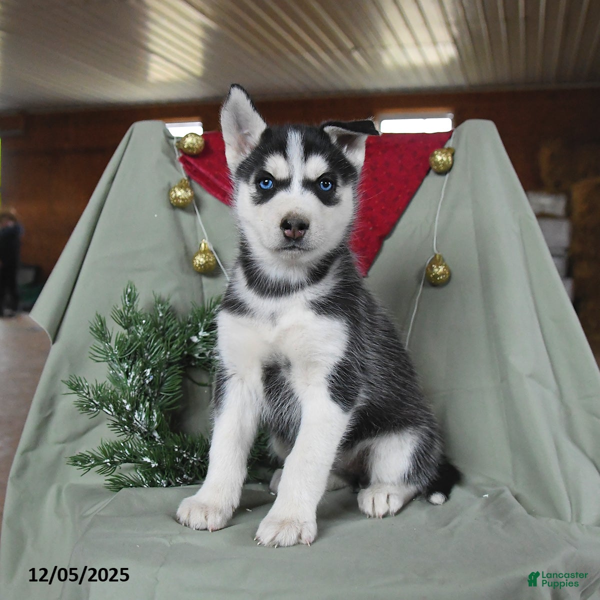 Siberian Husky dogs Chloe - Ad 14