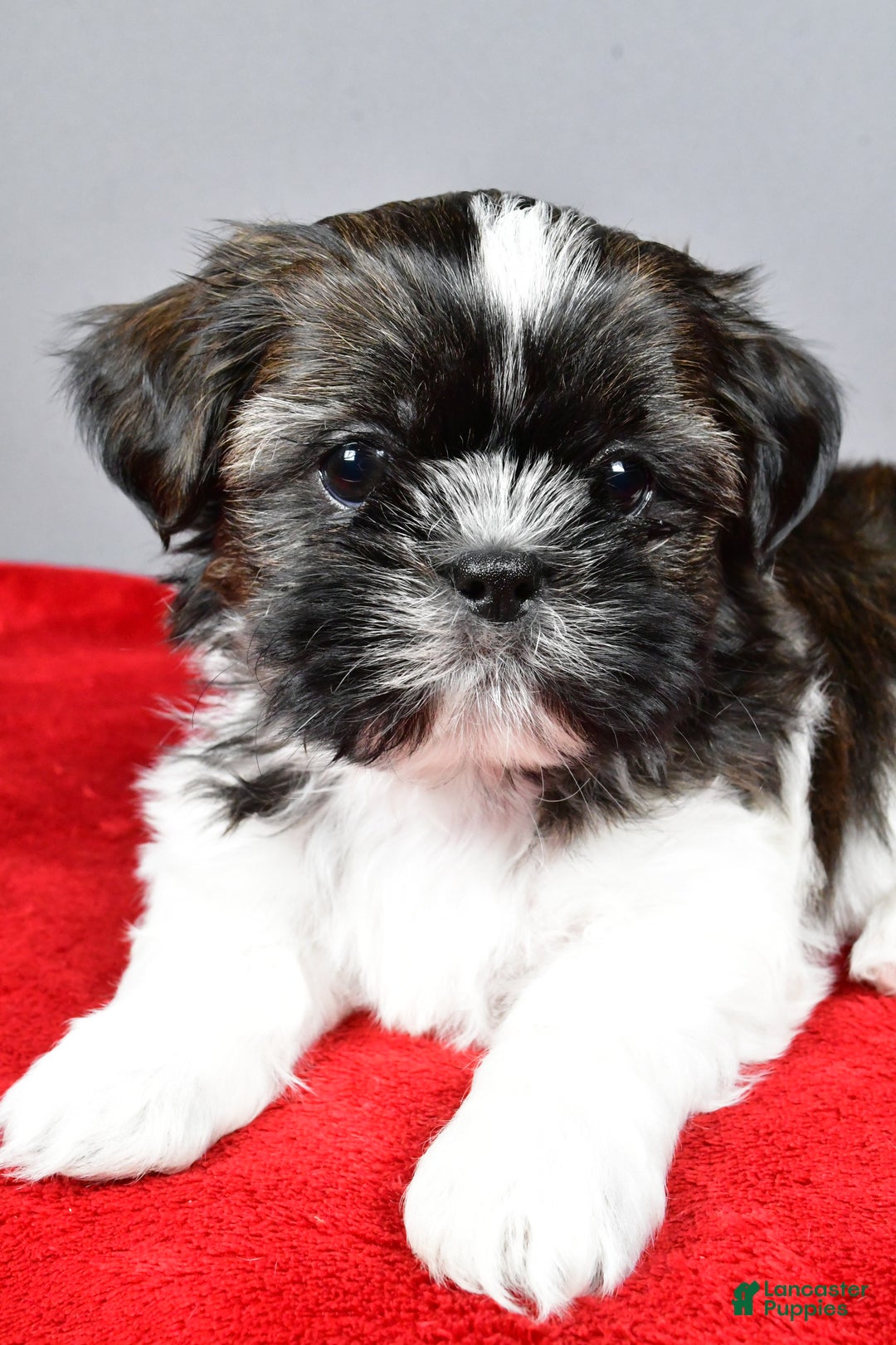 Shih Tzu dogs for sale: Roscoe - Ad 3