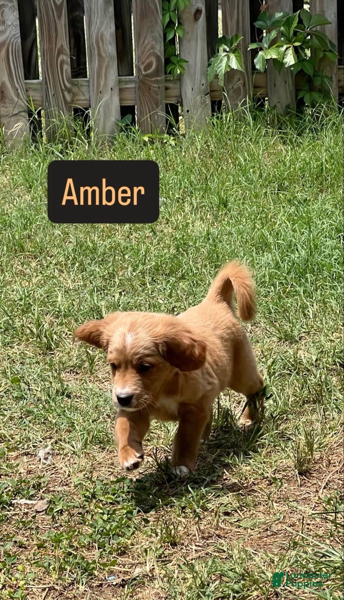 Mixed Breed dogs Amber - Ad 10