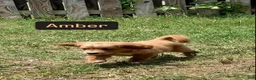 Mixed Breed dogs for sale: Amber - Ad 1