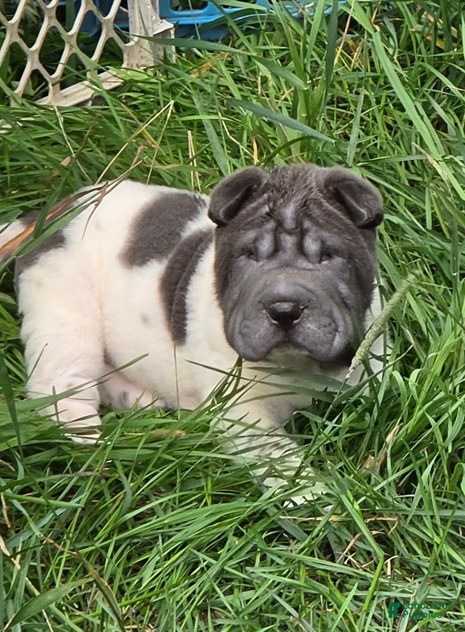 Shar Pei dogs Tina blue flower brush coat mini - Ad 1