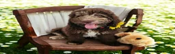 Bernedoodle dogs for sale: Daisy - Ad 4