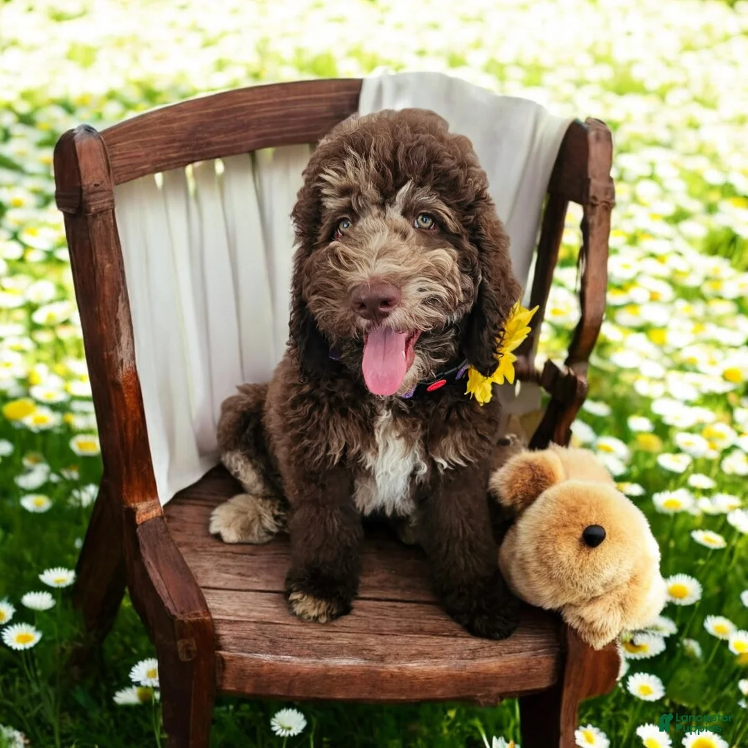 Bernedoodle dogs for sale: Daisy - Ad 4