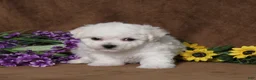 Bichon Frise dogs for sale: Hope - Ad 4
