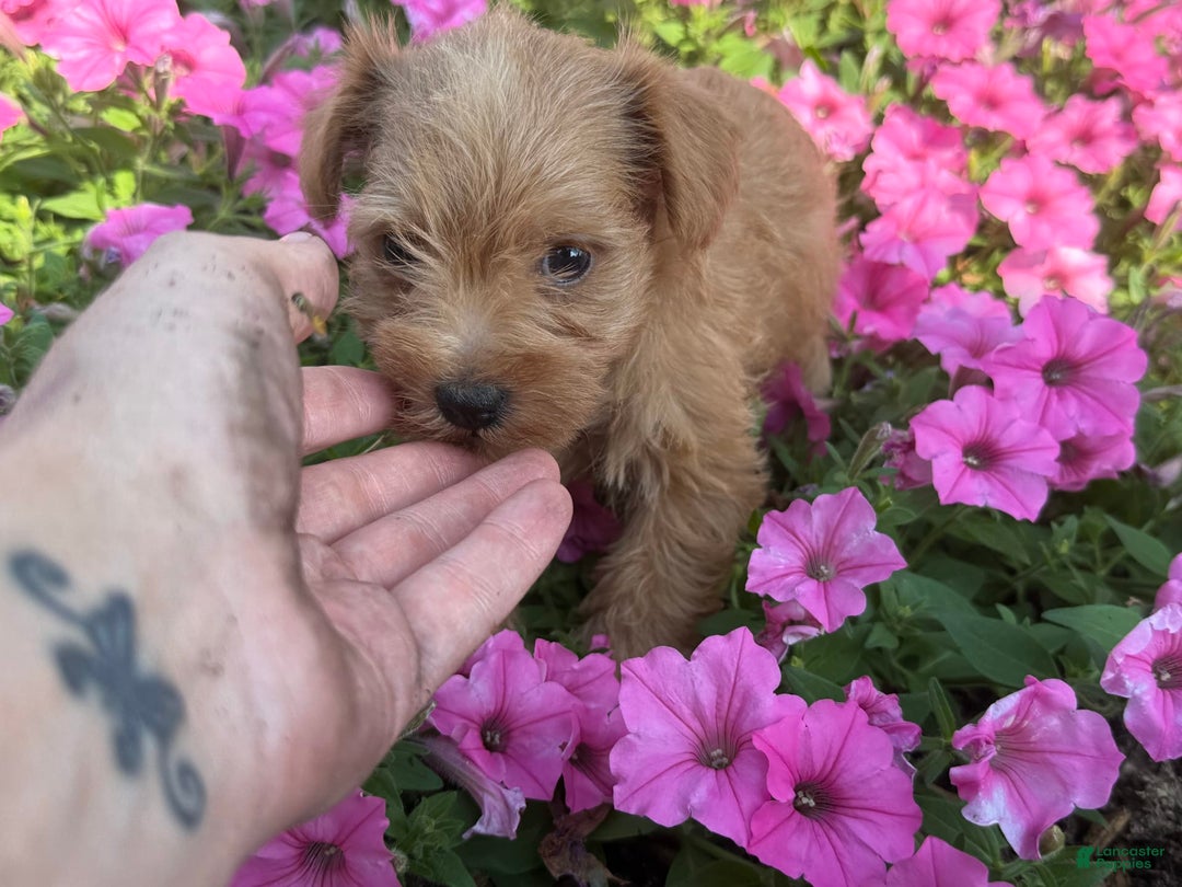 Schnoodle dogs for sale: Isaiah - Ad 41