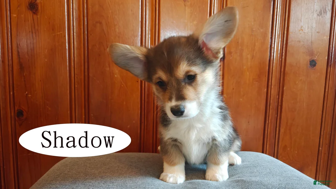 Welsh Corgi Pembroke dogs for sale: Shadow - Ad 4
