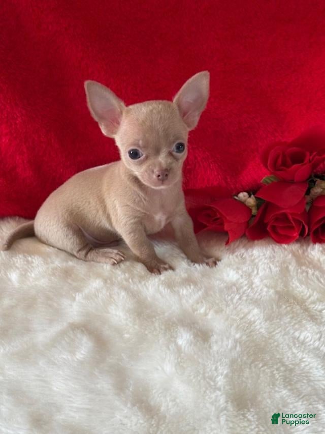 Chihuahua dogs Chihuahua Puppy 1 - Ad 22