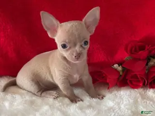 Chihuahua dogs Chihuahua Puppy 1 - Ad 27