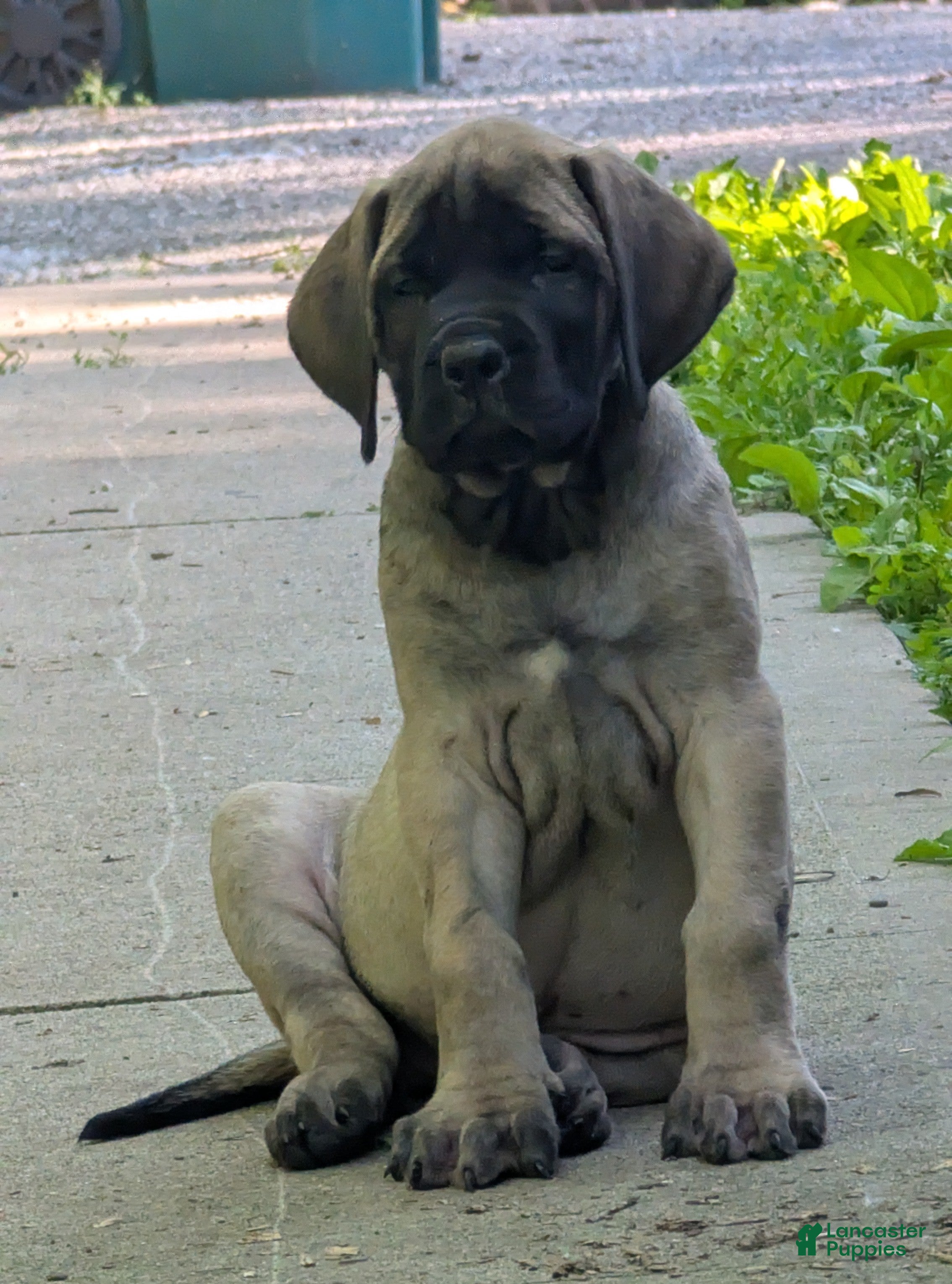 English Mastiff dogs English Mastiff Puppy 4 - Ad 1