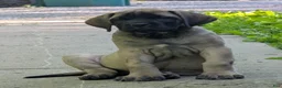 English Mastiff dogs for sale: English Mastiff Puppy 4 - Ad 1