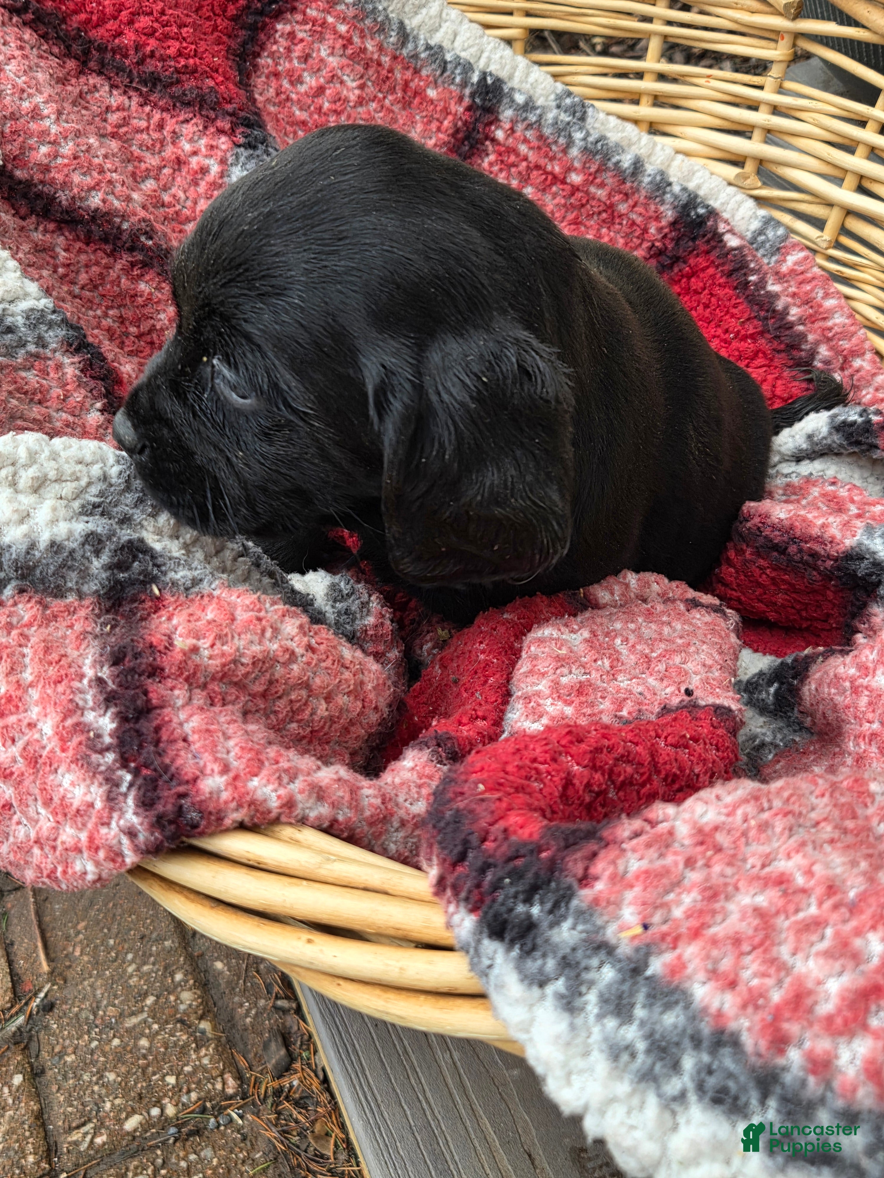 Mixed Breed dogs Labrador/Cocker Spaniel  - Ad 38