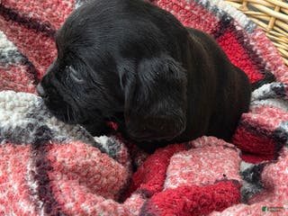 Mixed Breed dogs Labrador/Cocker Spaniel - Ad 34