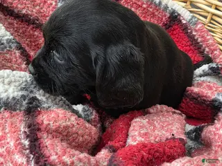 Mixed Breed dogs Labrador/Cocker Spaniel - Ad 14