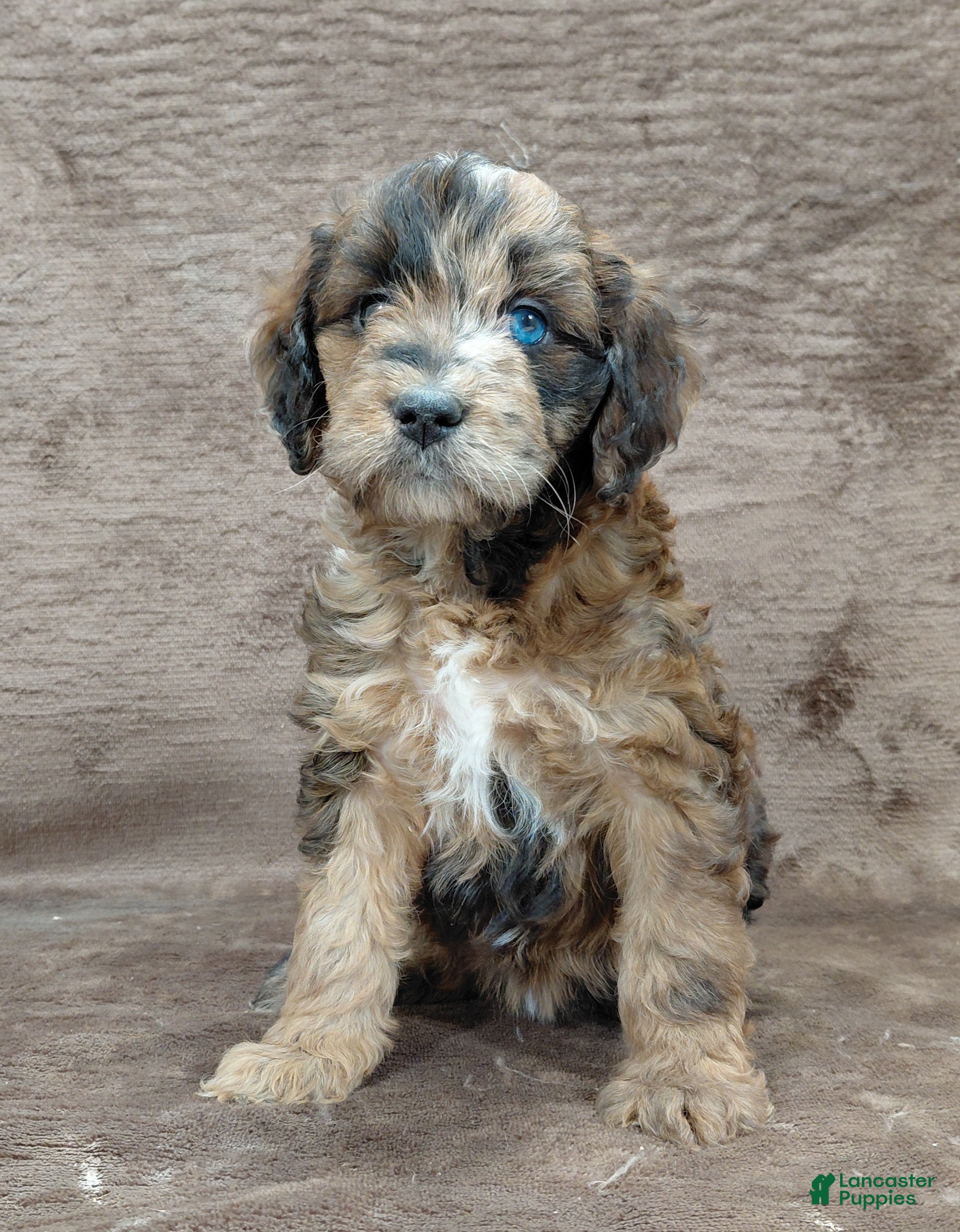 Mini Goldendoodle dogs Darla - Ad 20