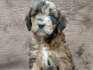 Mini Goldendoodle dogs Darla - Ad 20