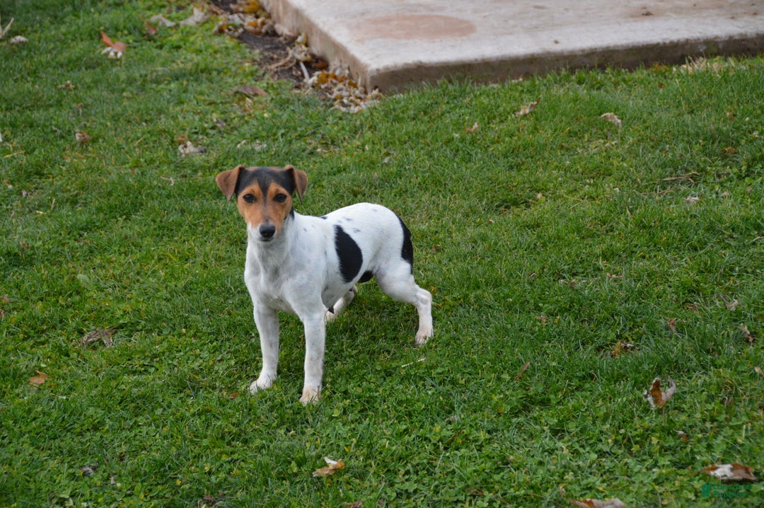 Jug dogs for sale: Avery - Ad 7