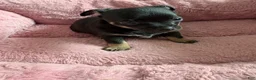 Chihuahua dogs for sale: Chihuahua 1 - Ad 6