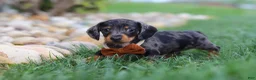 Miniature Dachshund dogs for sale: Leo - Ad 3