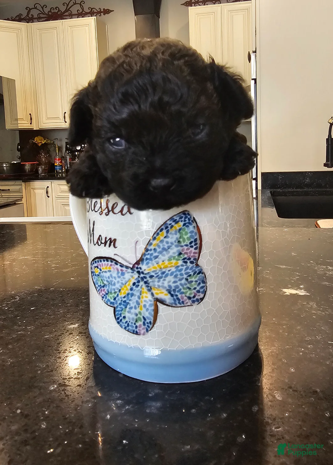 Shihpoo dogs for sale: Little one  - Ad 3