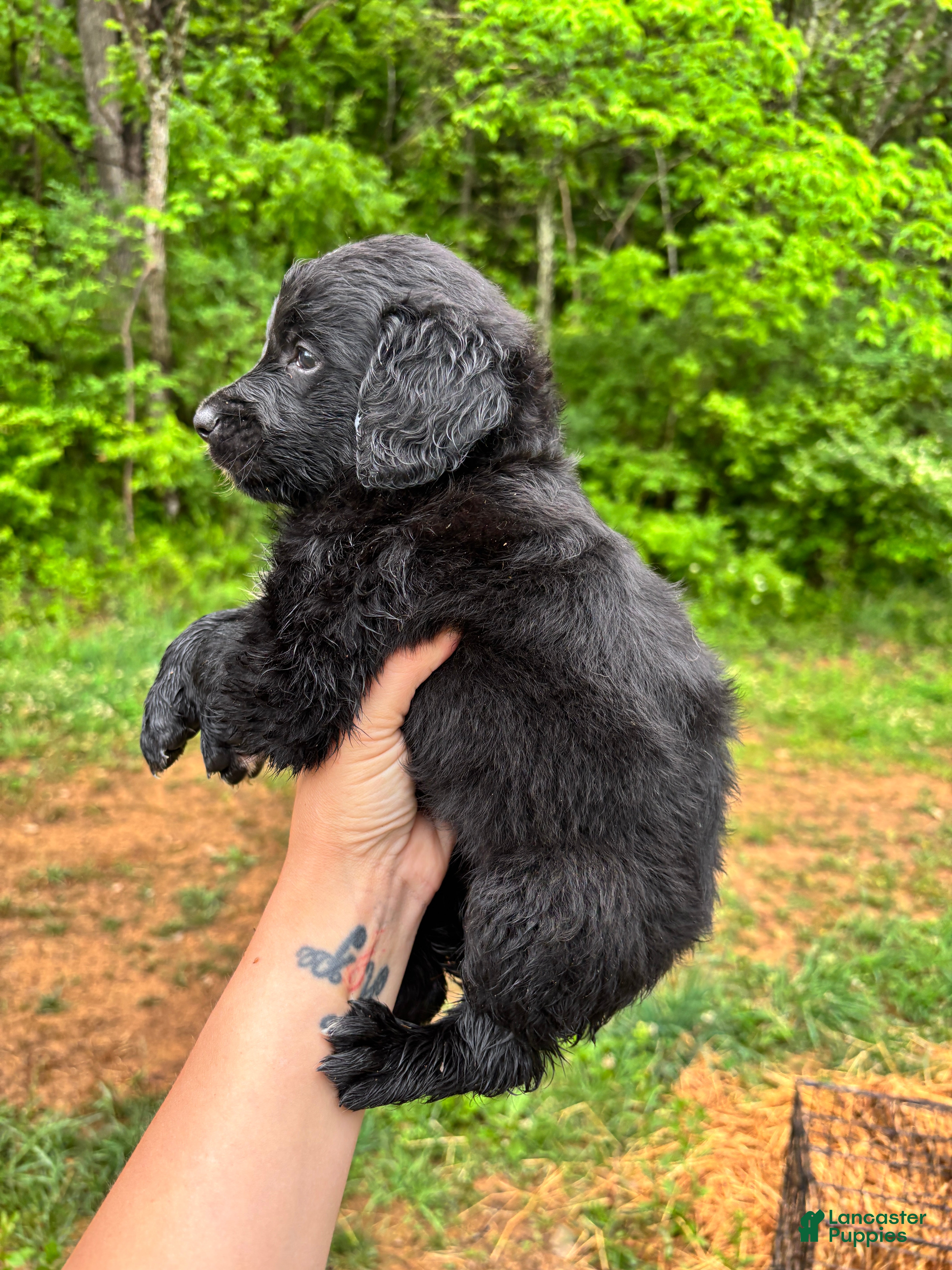 Bernedoodle dogs Bernedoodle Puppy 3 - Ad 2