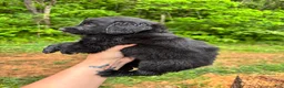 Bernedoodle dogs for sale: Bernedoodle Puppy 3 - Ad 13