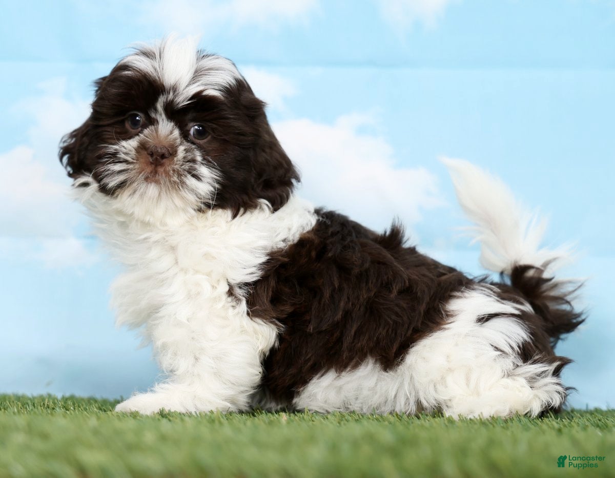 Shih Tzu dogs Salem - Ad 1