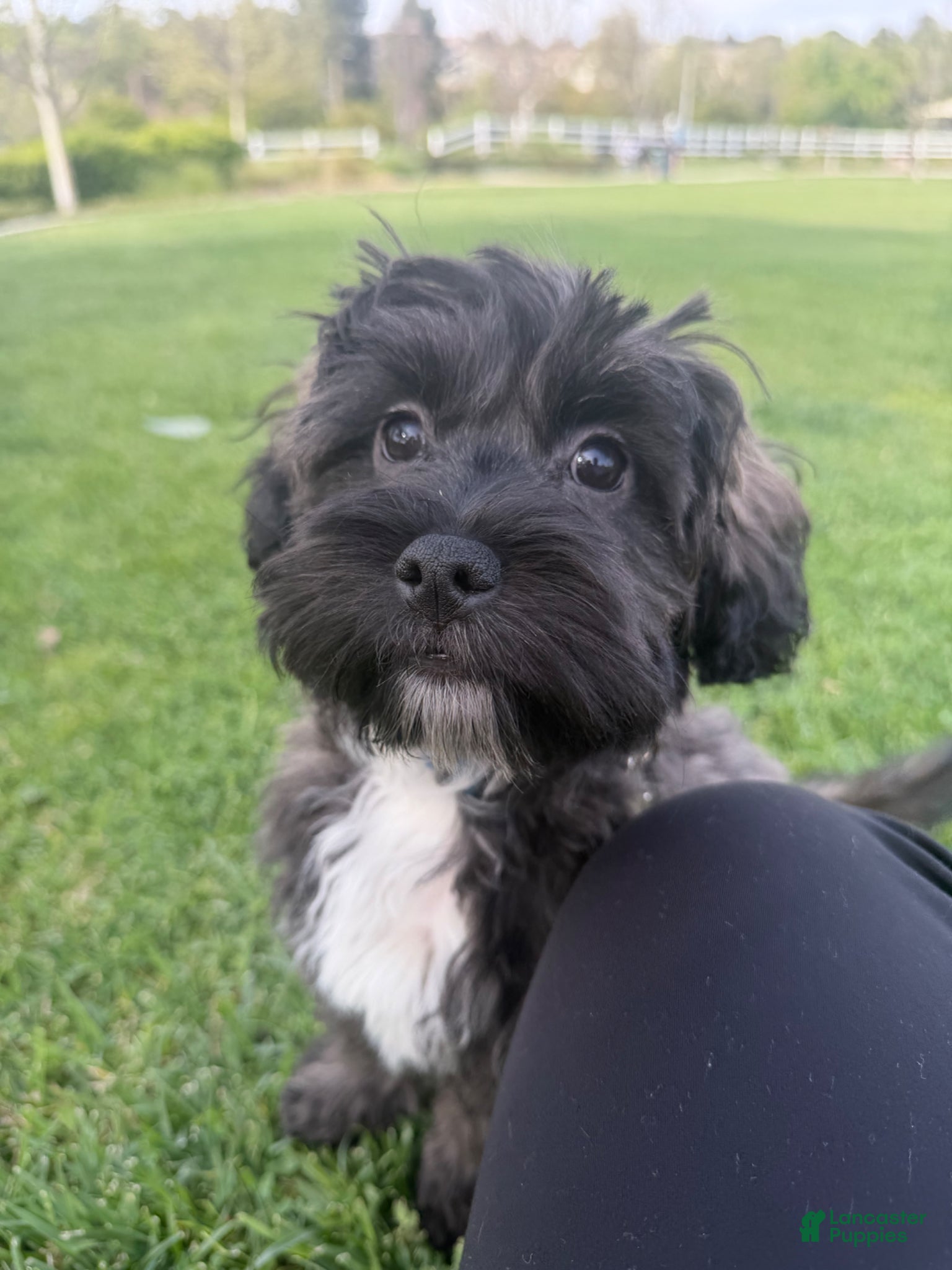 Shihpoo dogs Shihpoo Puppy 1 - Ad 1