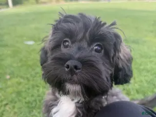 Shihpoo dogs Shihpoo Puppy 1 - Ad 1