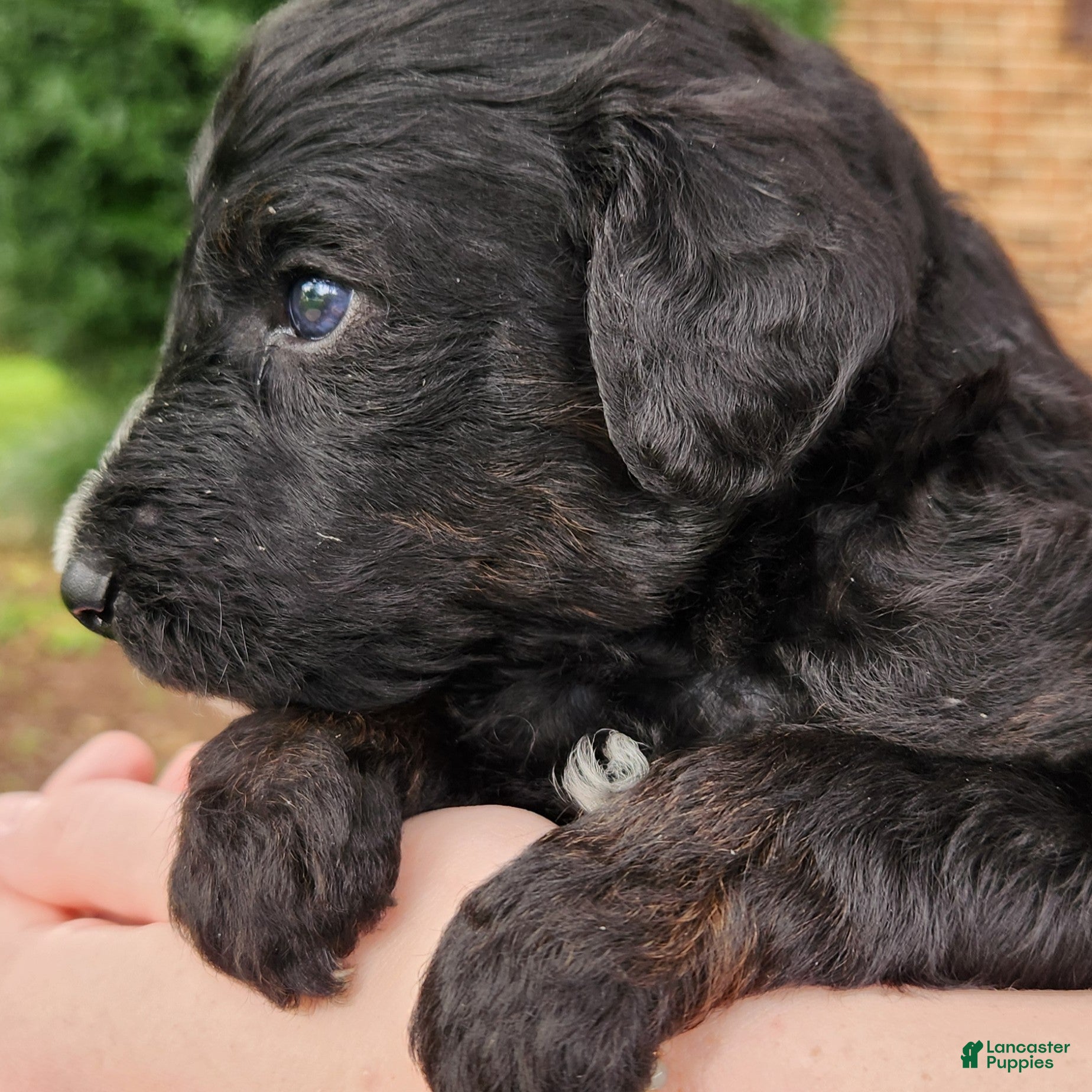 Mini Aussiedoodle dogs Scout - Male - Phantom Tri-Color  - Ad 2