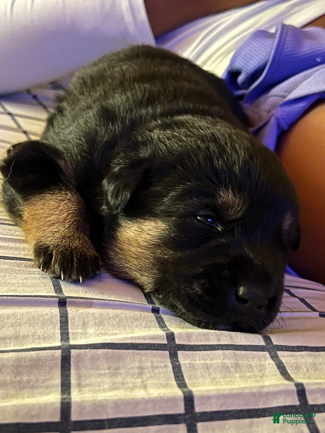 Mixed Breed dogs for sale: Luna - Ad 2