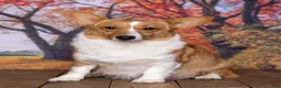 Welsh Corgi Pembroke dogs for sale: Sarah - Ad 4