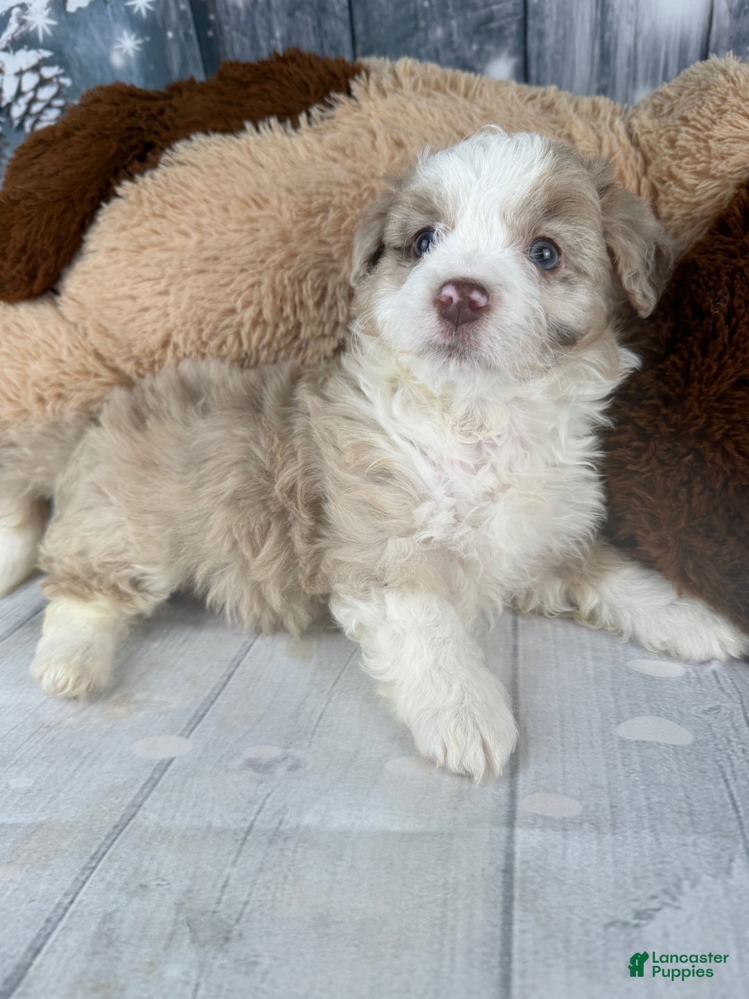 Aussiedoodle dogs for sale: Heidi - Ad 10