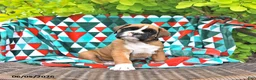Boxer dogs for sale: Clifford - Ad 3