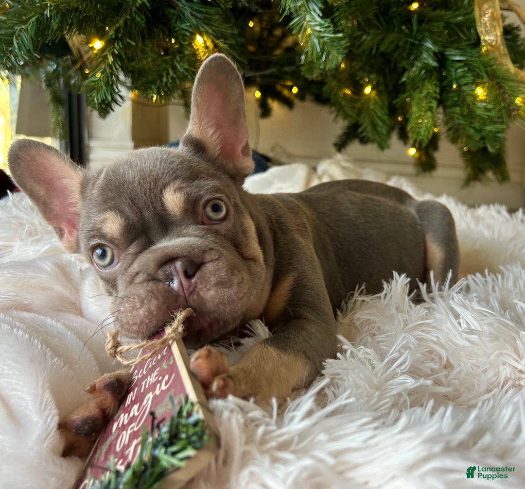 French Bulldog dogs for sale: French Bulldog Puppy 1 - Ad 3