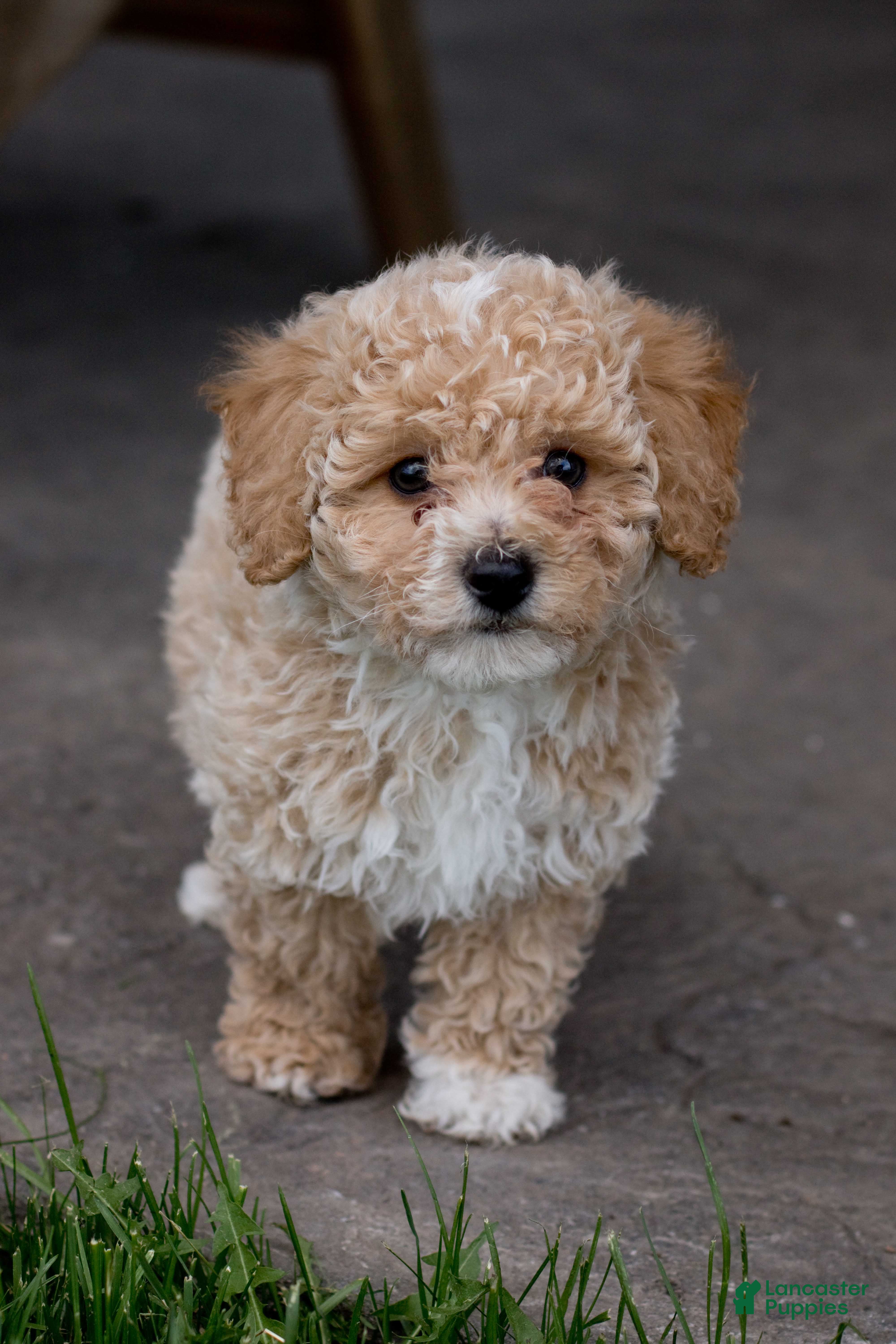 Bichpoo dogs Cooper - Ad 1