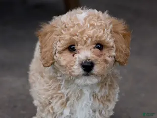 Bichpoo dogs for sale: Cooper - Ad 1