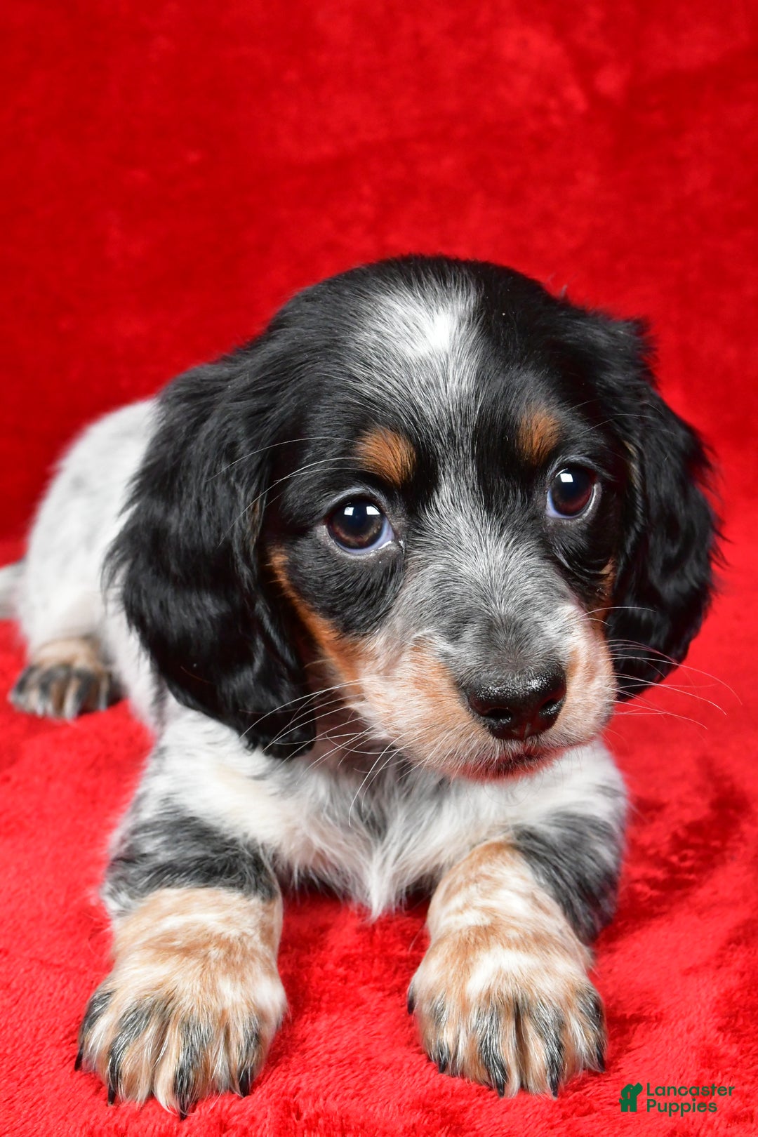 Miniature Dachshund dogs for sale: Daisy - Ad 4