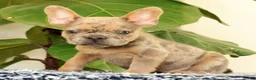 French Bulldog dogs for sale: Blaze - Ad 9