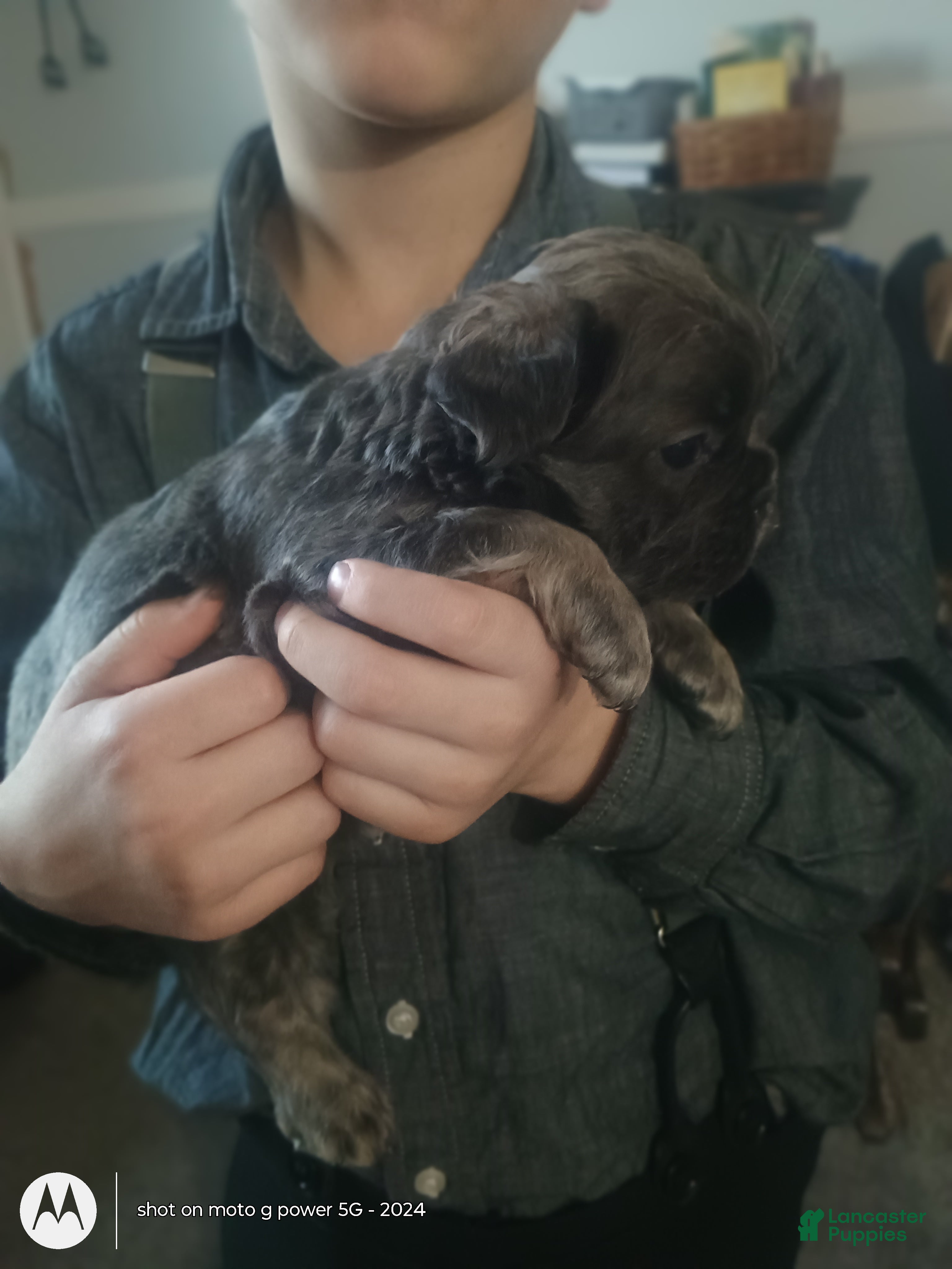 French Bulldog dogs Bluey - Ad 12