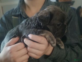 French Bulldog dogs Bluey - Ad 12