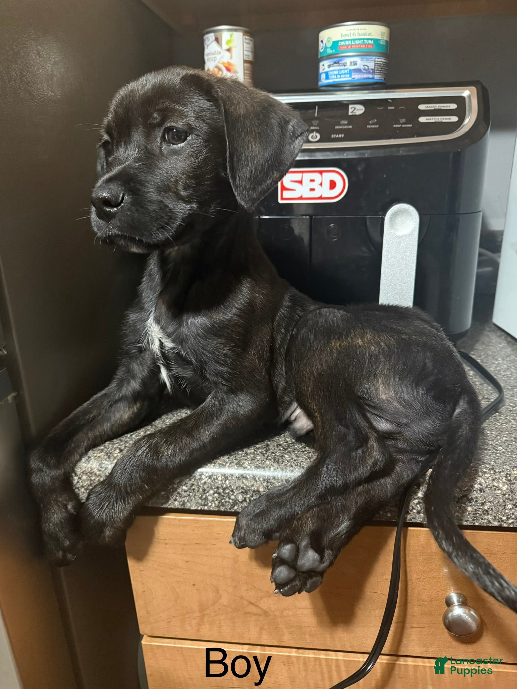 Mixed Breed dogs Bb - Ad 19