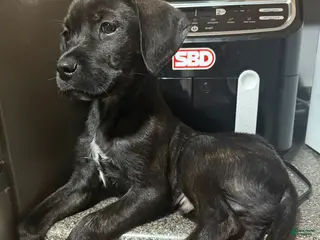 Mixed Breed dogs Bb - Ad 19