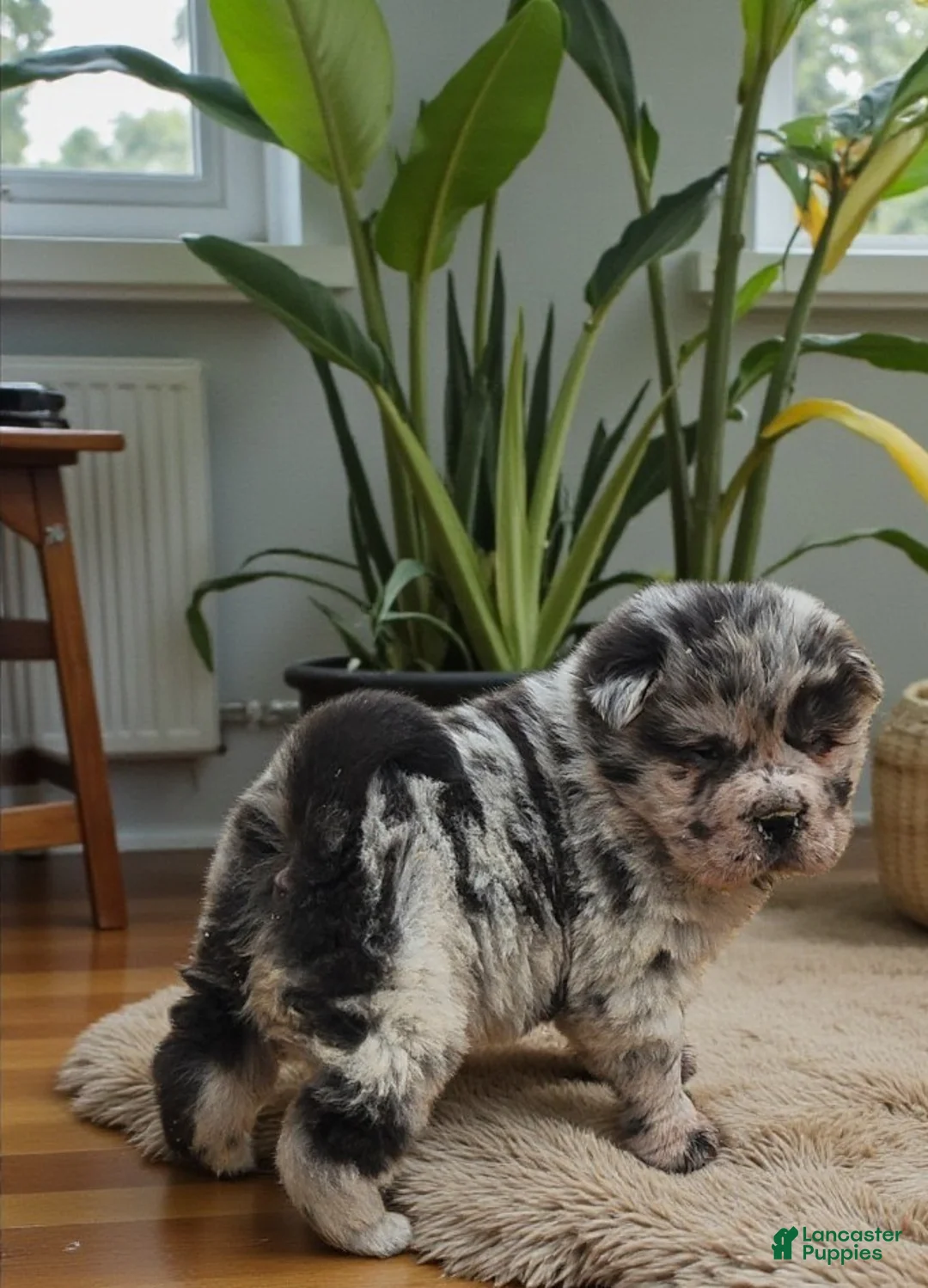 Shar Pei dogs for sale: Tinsel bear coat mini merle  - Ad 23