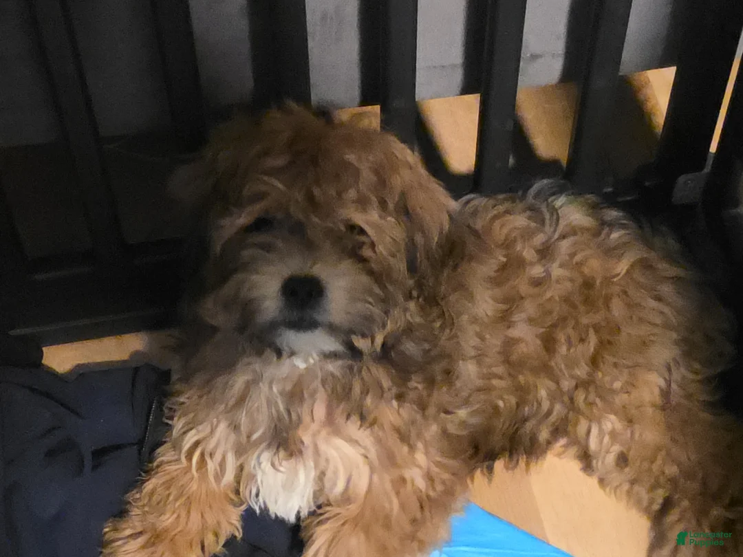 Yorkiepoo dogs for sale: Yorkiepoo Puppy 1 - Ad 4