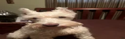Miniature Schnauzer dogs for sale: Jojo - Ad 7